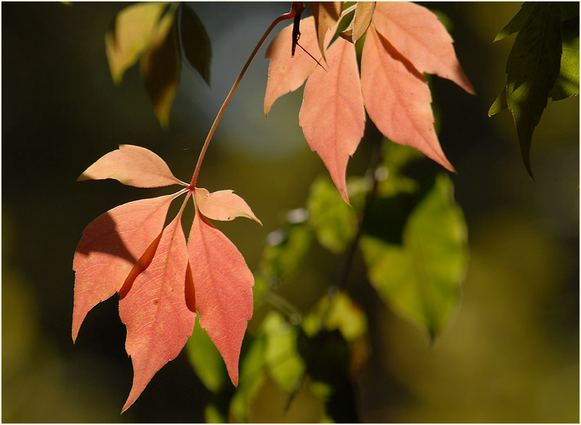 Wilder Wein (Parthenocissus)