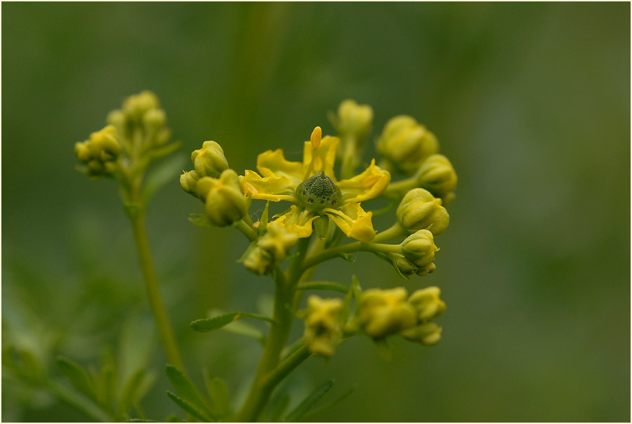 Weinraute (Ruta graveolens)