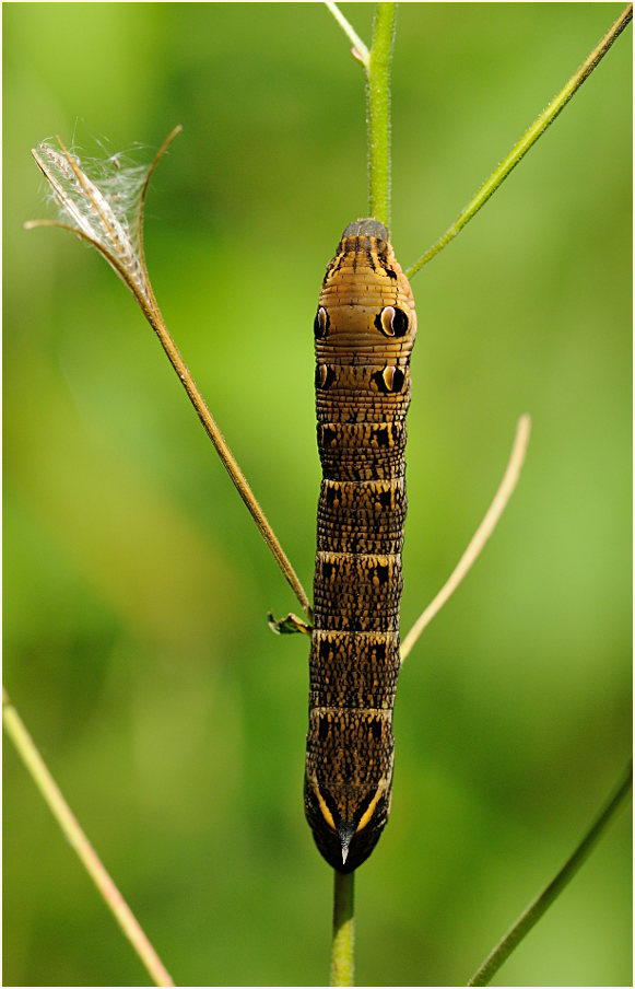 Raupe, Mittlerer Weinschwärmer