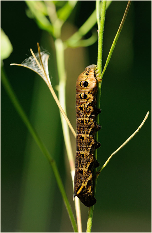 Raupe, Mittlerer Weinschwärmer