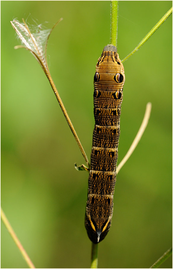 Raupe, Mittlerer Weinschwärmer