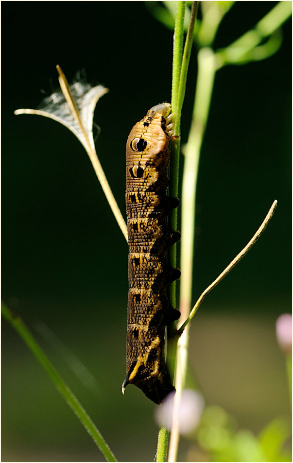 Raupe, Mittlerer Weinschwärmer