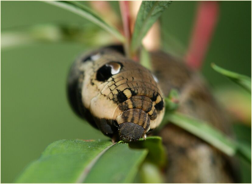 Raupe, Mittlerer Weinschwärmer