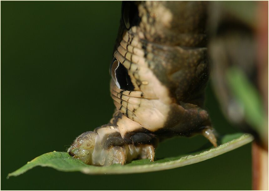 Raupe, Mittlerer Weinschwärmer