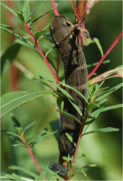 Raupe, Mittlerer Weinschwärmer