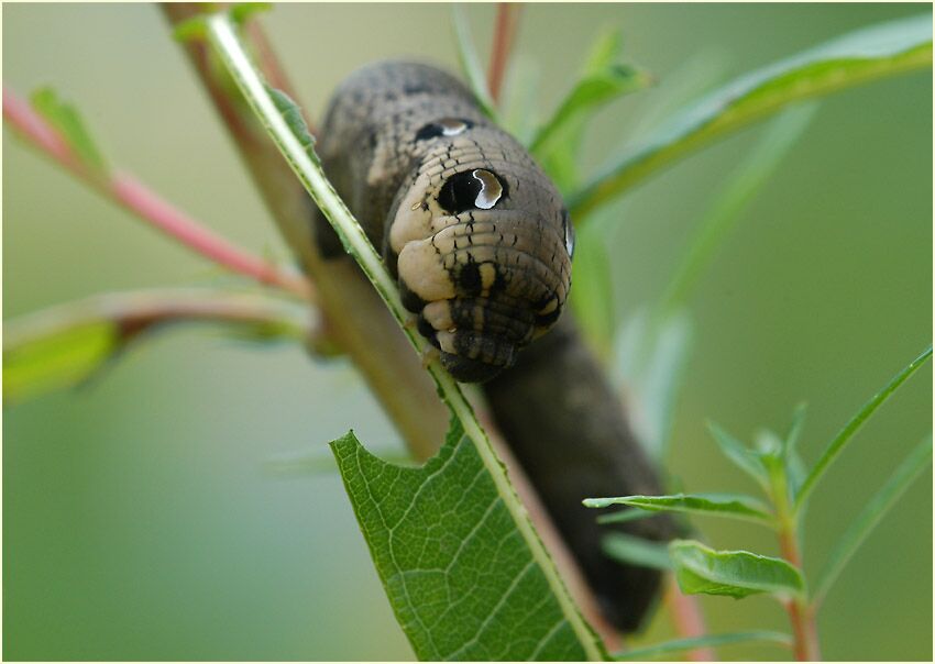 Raupe, Mittlerer Weinschwärmer