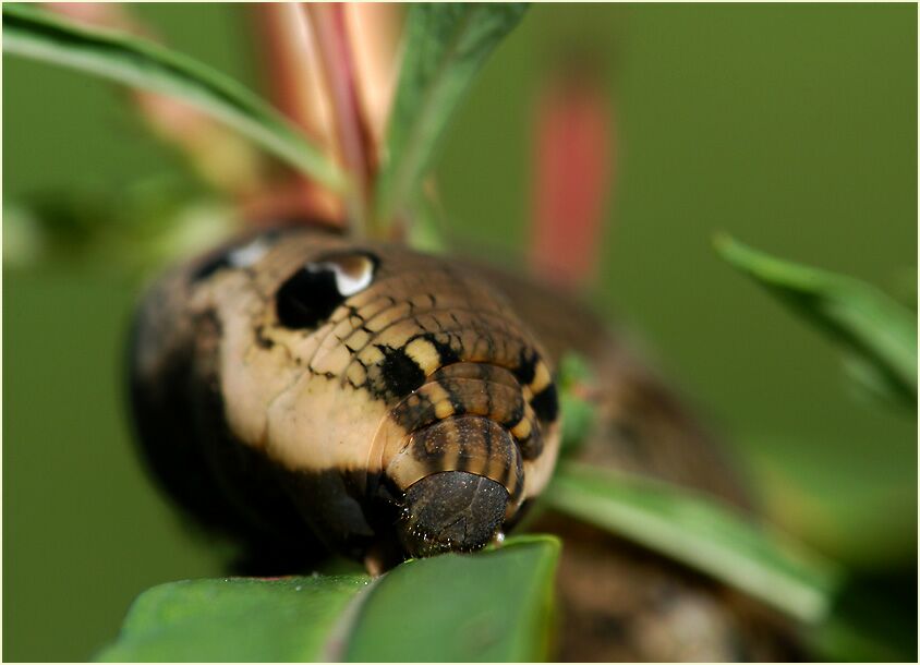 Raupe, Mittlerer Weinschwärmer
