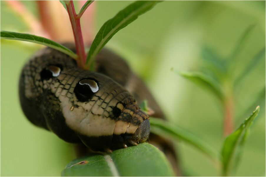 Raupe, Mittlerer Weinschwärmer