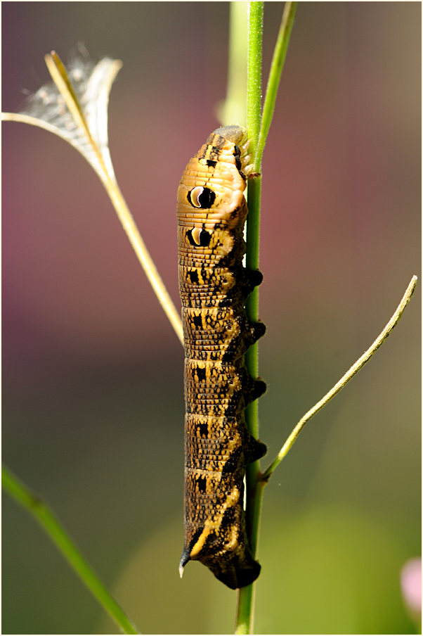 Raupe, Mittlerer Weinschwärmer