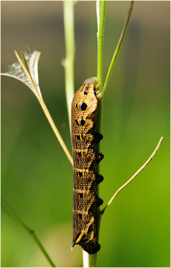 Raupe, Mittlerer Weinschwärmer