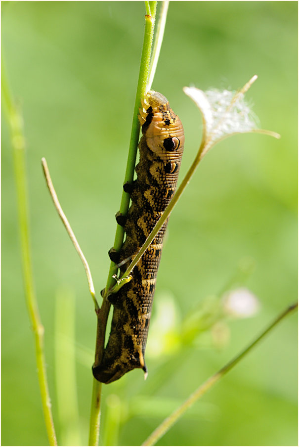 Raupe, Mittlerer Weinschwärmer