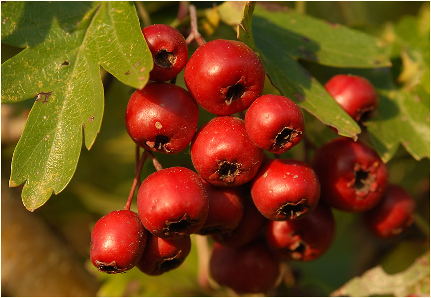 Weissdorn (Crataegus)