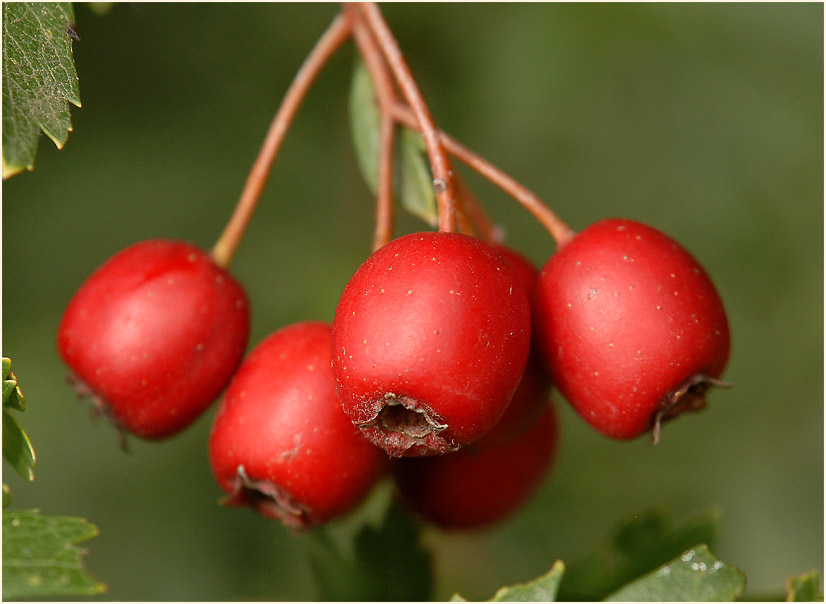 Weissdorn (Crataegus)