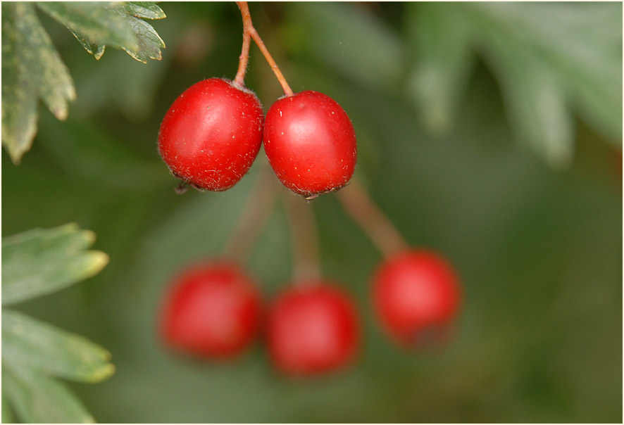 Weissdorn (Crataegus)