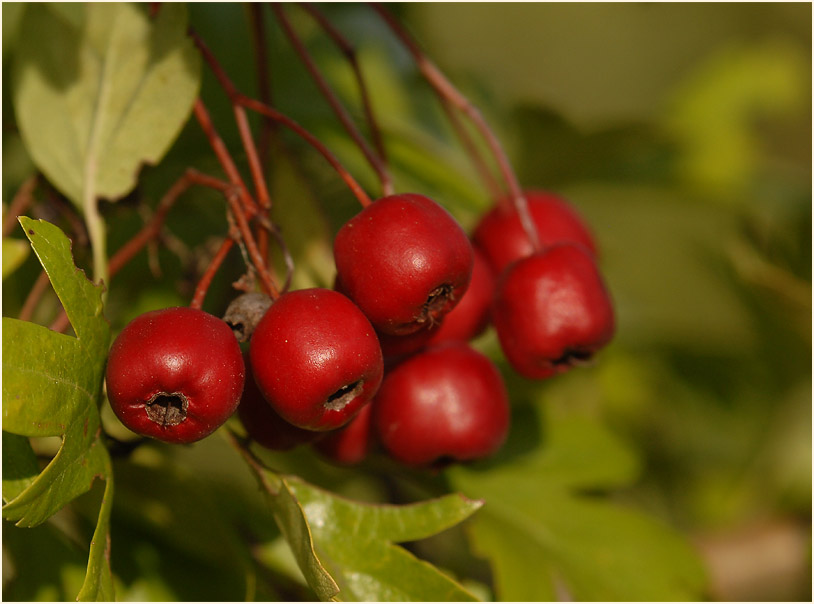 Weissdorn (Crataegus)