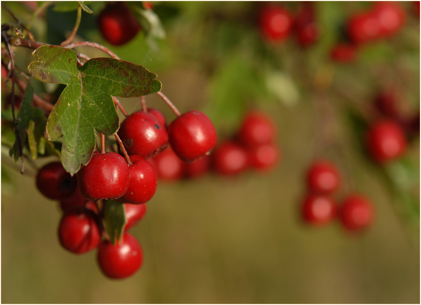 Weissdorn (Crataegus)