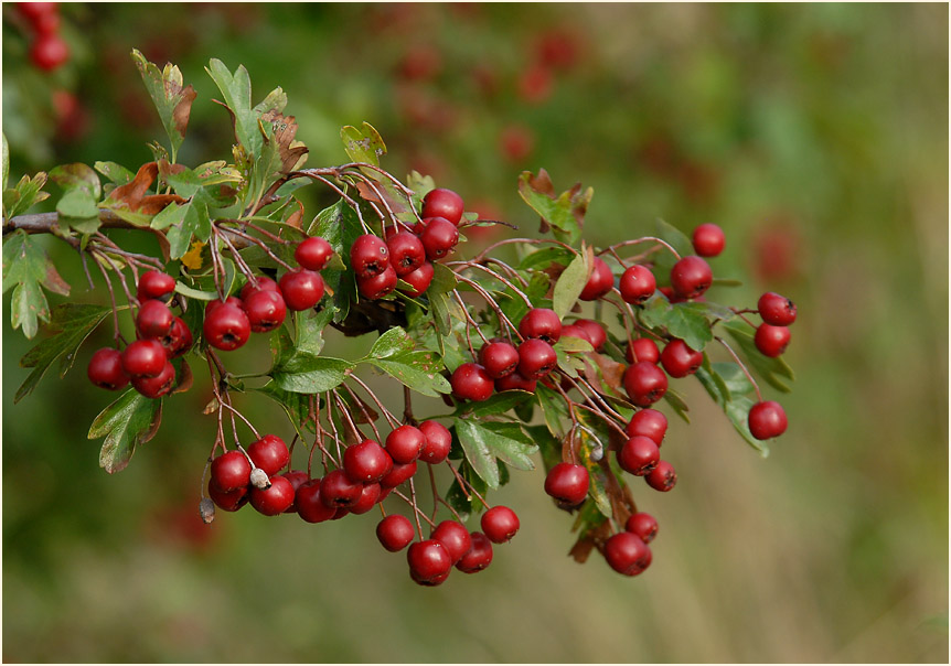 Weissdorn (Crataegus)