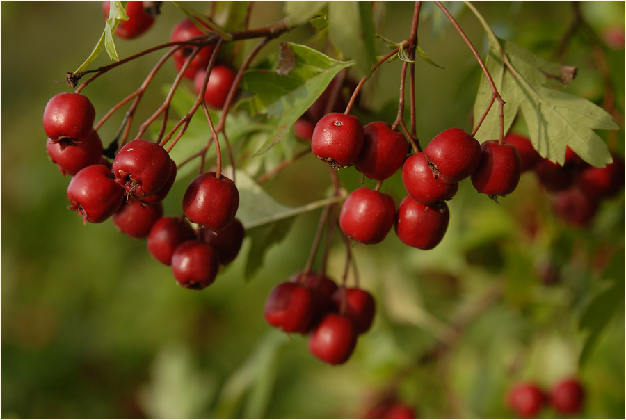 Weissdorn (Crataegus)