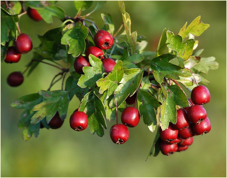 Weissdorn (Crataegus)