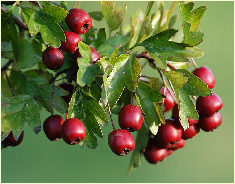 Weissdorn (Crataegus)