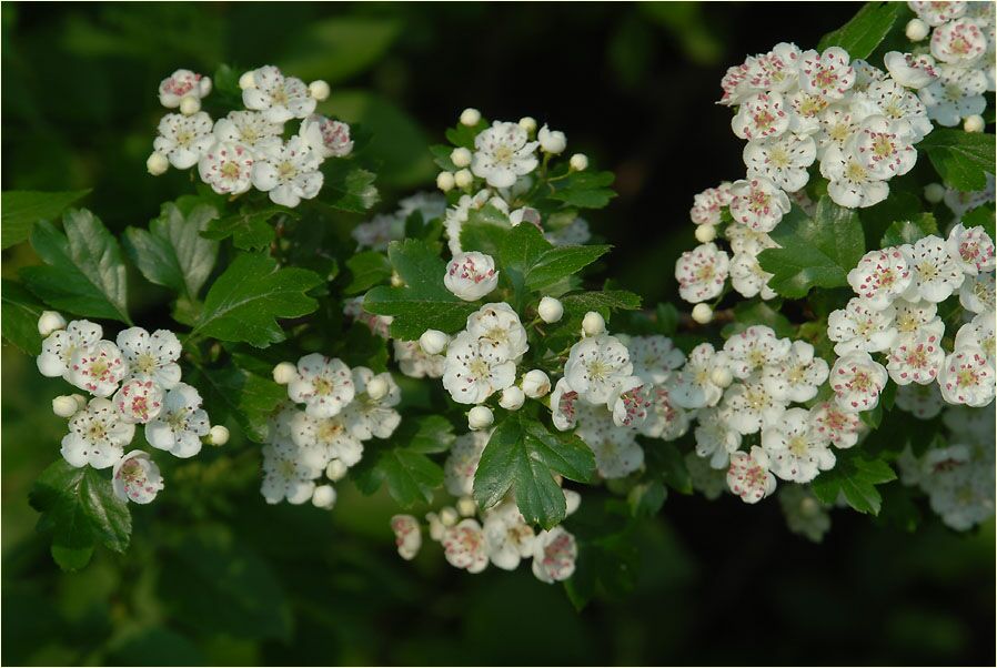 Weissdorn (Crataegus)