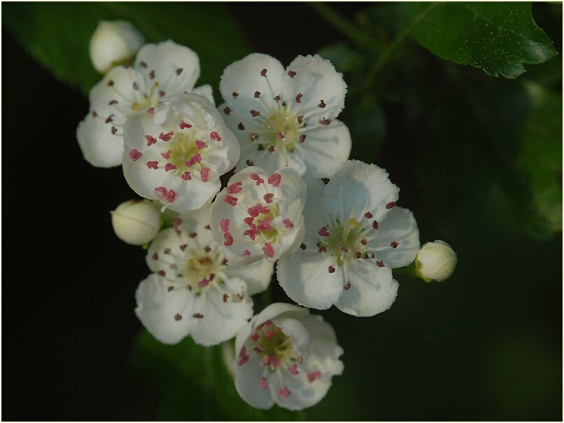 Weissdorn (Crataegus)