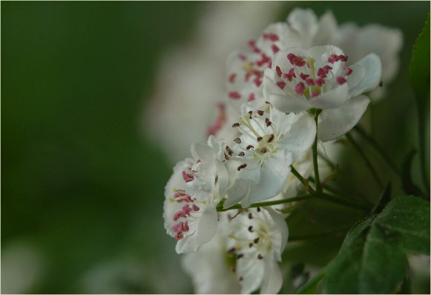 Weissdorn (Crataegus)