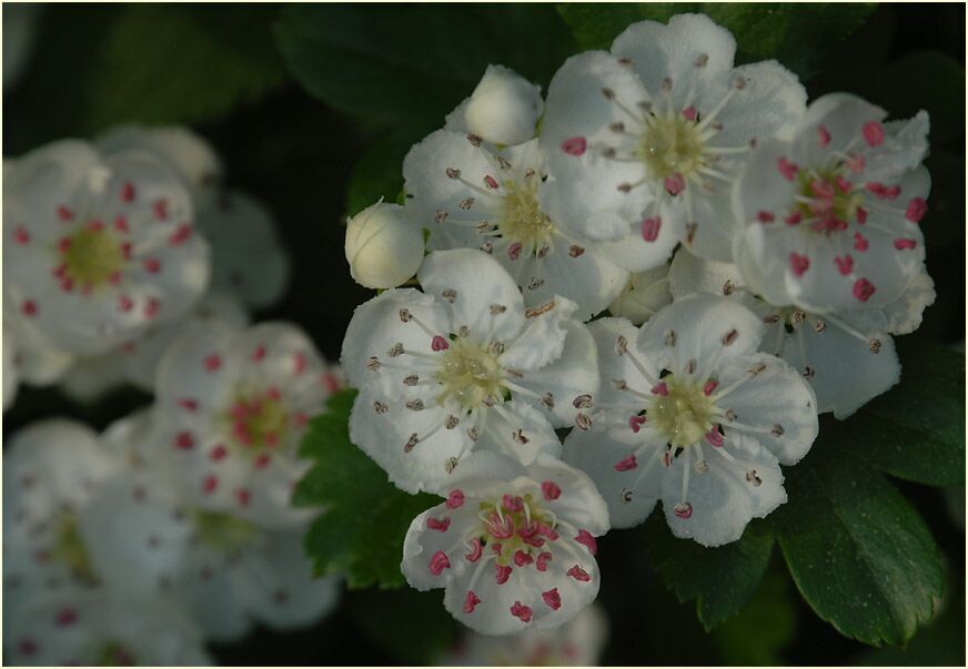 Weissdorn (Crataegus)