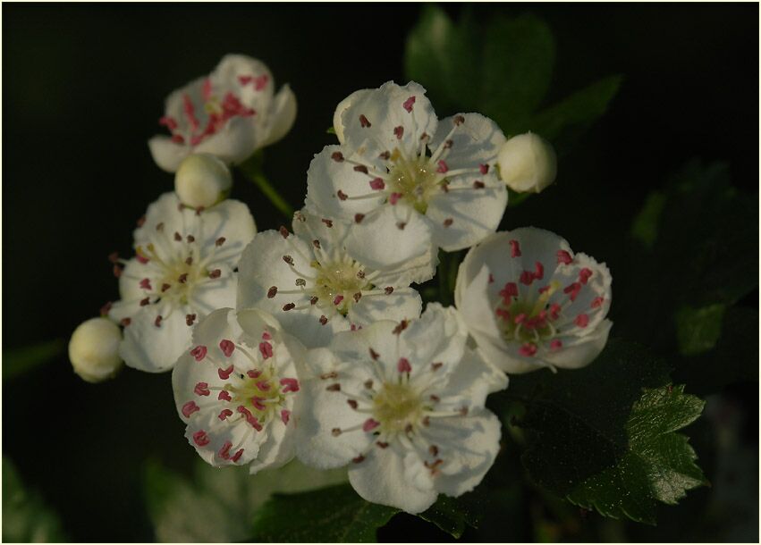 Weissdorn (Crataegus)