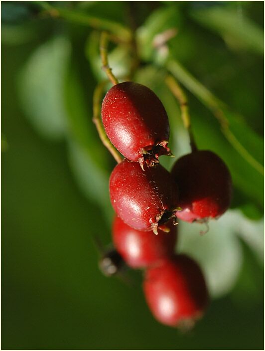 Weissdorn (Crataegus)