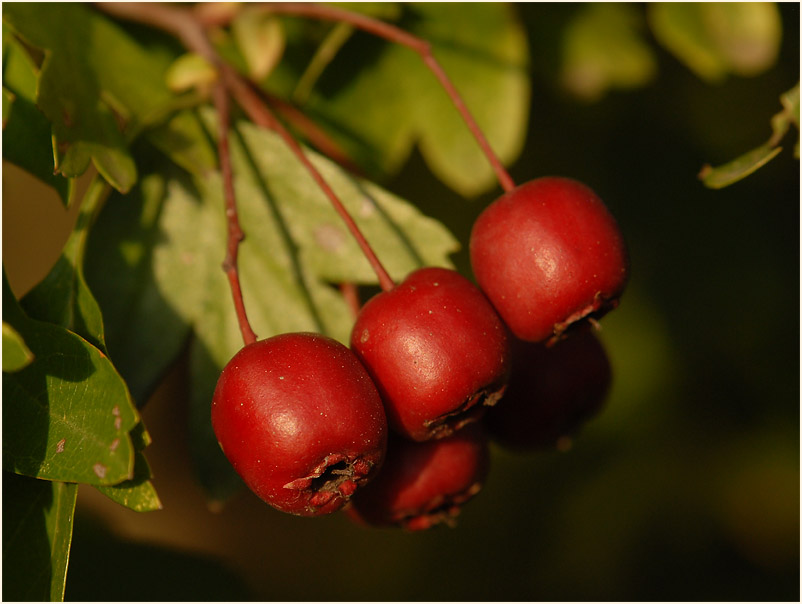 Weissdorn (Crataegus)