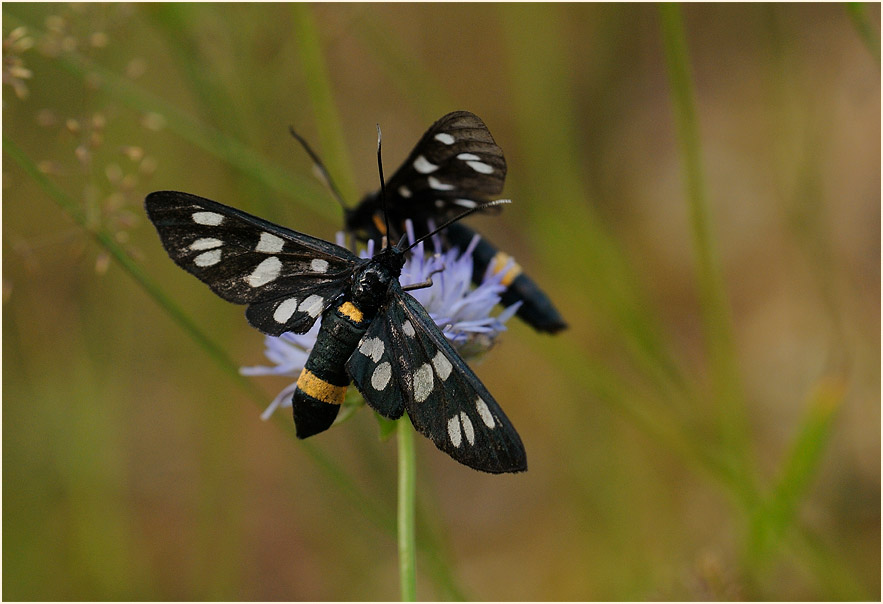 Weißfleckwidderchen