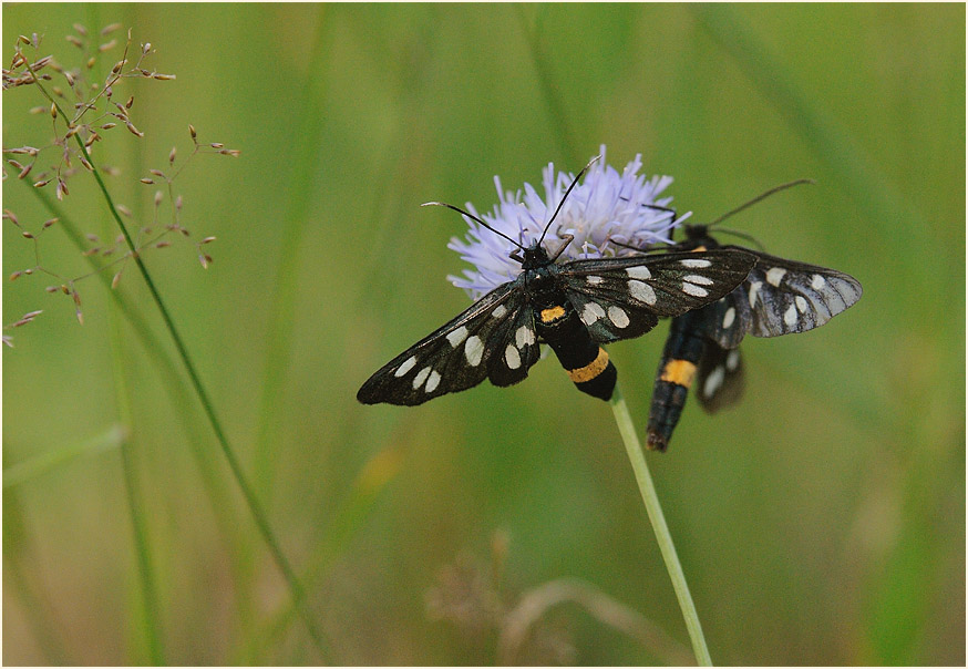 Weißfleckwidderchen