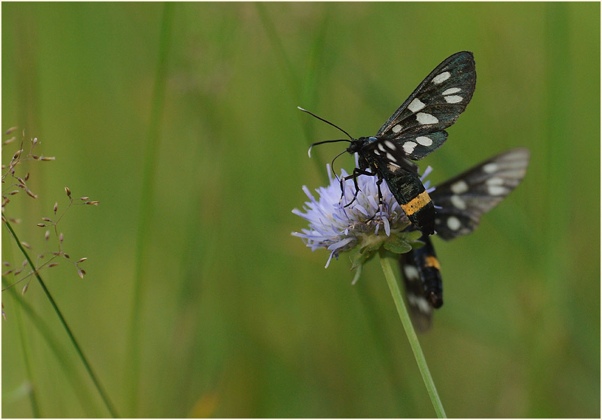 Weißfleckwidderchen