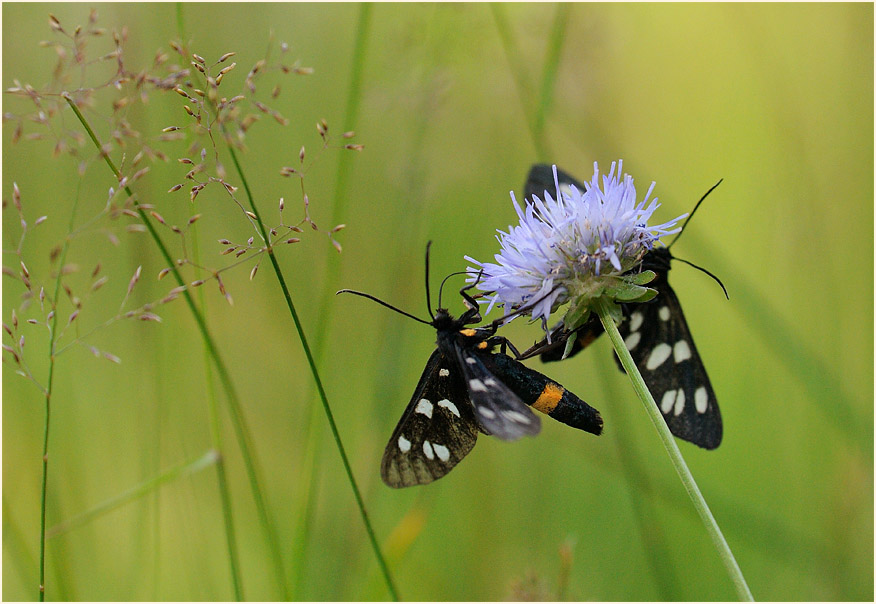 Weißfleckwidderchen