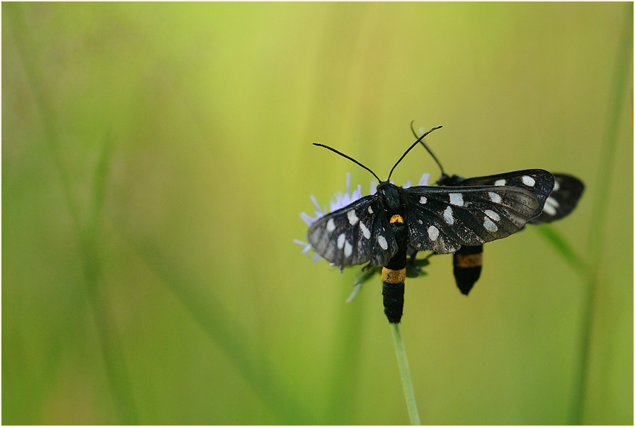 Weißfleckwidderchen