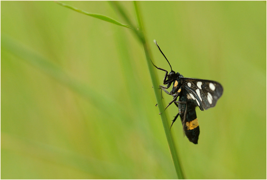 Weißfleckwidderchen