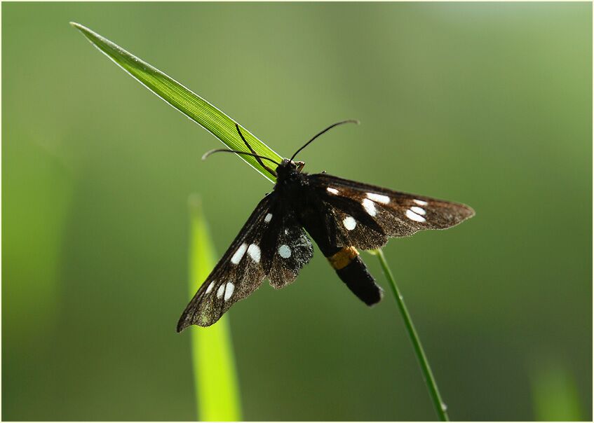 Weißfleckwidderchen