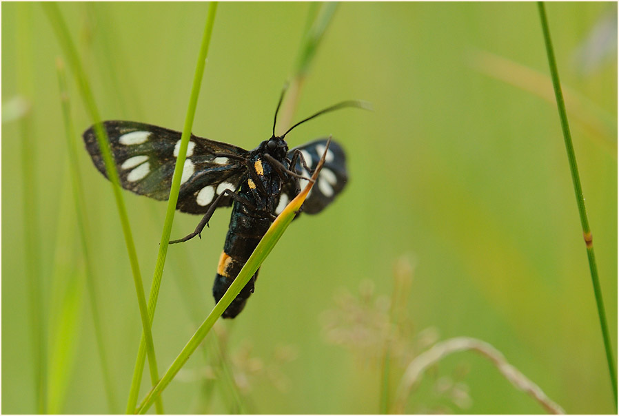 Weißfleckwidderchen