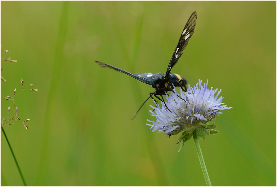 Weißfleckwidderchen
