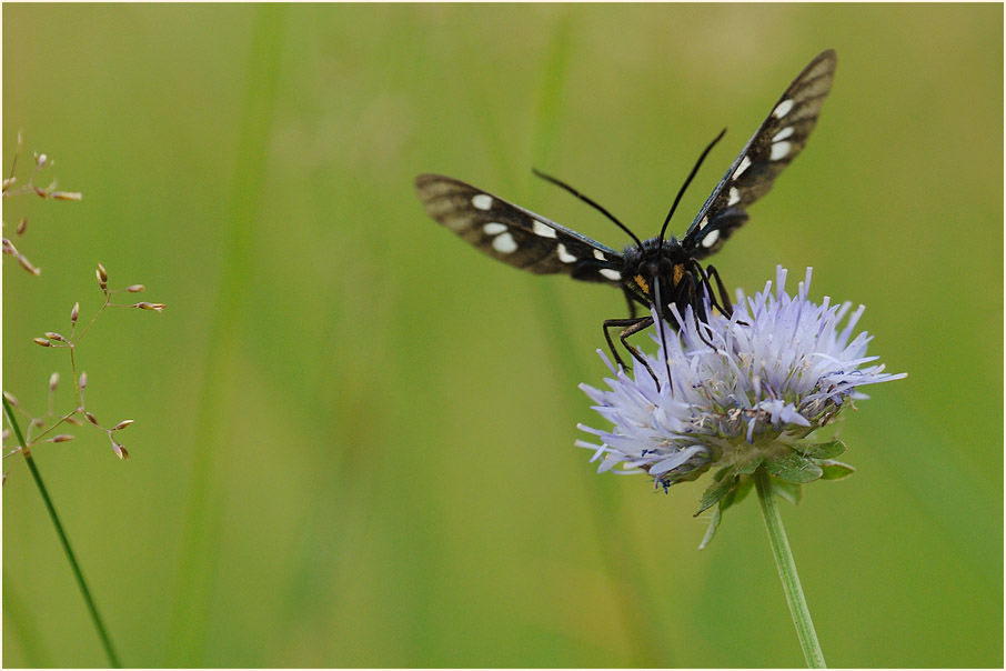 Weißfleckwidderchen