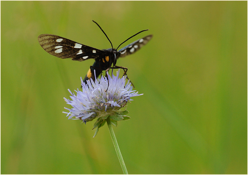 Weißfleckwidderchen