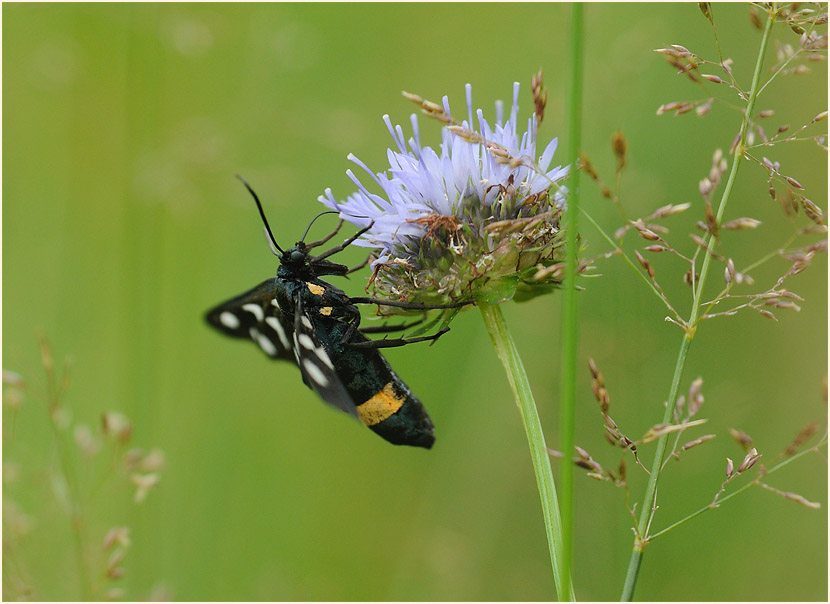 Weißfleckwidderchen
