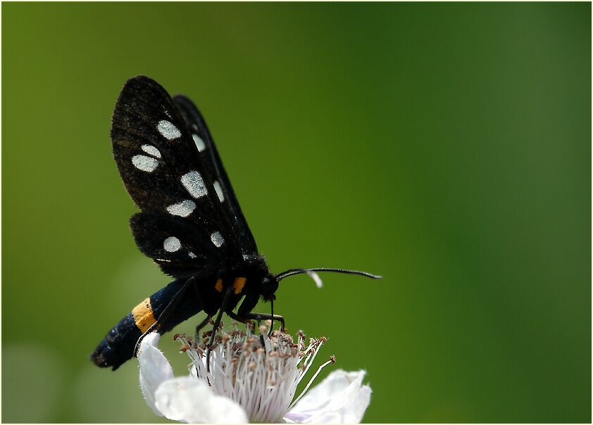 Weißfleckwidderchen
