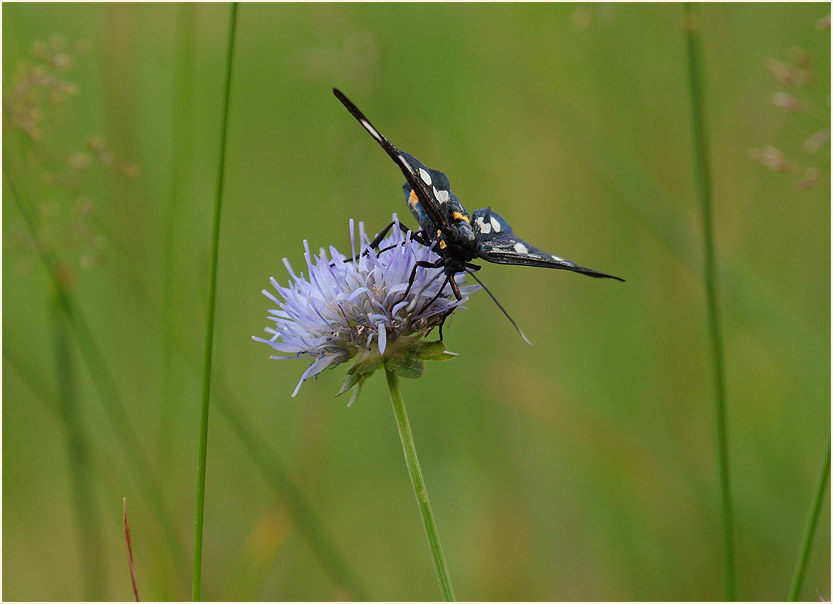 Weißfleckwidderchen