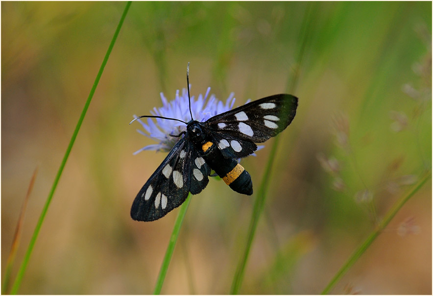 Weißfleckwidderchen