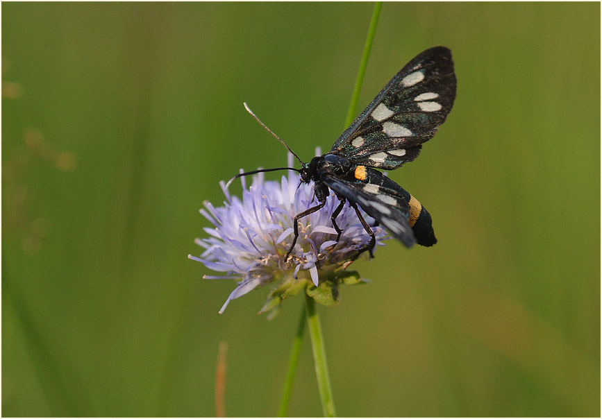Weißfleckwidderchen