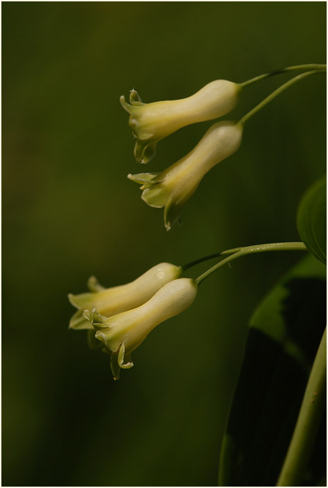 Weißwurz (Polygonatum)