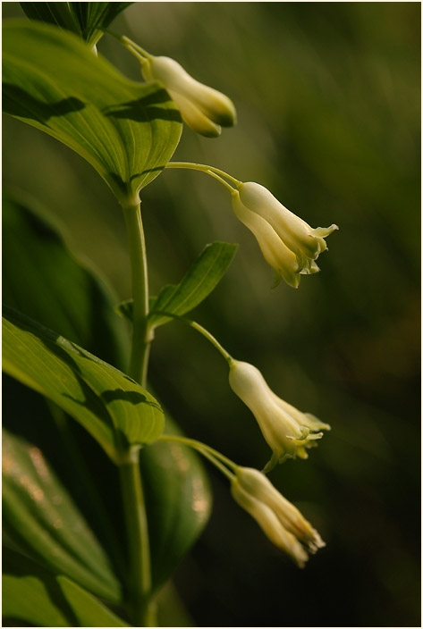 Weißwurz (Polygonatum)