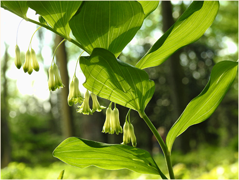 Weißwurz (Polygonatum)